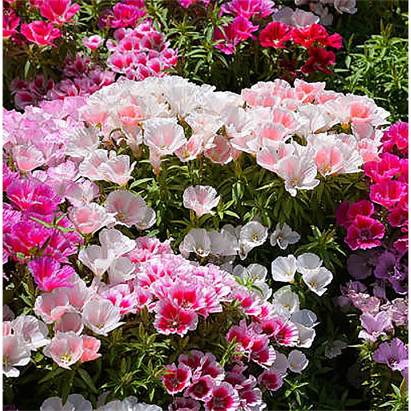 Dwarf Godetia Seeds - 8-12' Tall