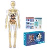 28.5 cm Anatomy Model, Mini Human Skeleton Model, Human Body