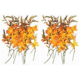 24Pcs Large Fall Dried Pressed Flowers for Crafts,Xinxinran Orange Dry Flowers Kit for Resin Molds,Epoxy Resin Accessories,Bookmark,Candle Making Supplies,Soap,Frame(Renanthera coccinea Lour)