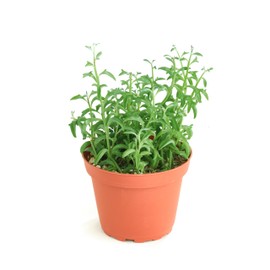 Shop Succulents String of Dolphins Hanging Succulent, Senecio Peregrinus, Fully Rooted Live 4" Succulent Plant, Low Maintenance Indoor Plant, Trailing Succulents, Gift & Garden