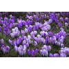 Blue Moon Mix Crocus 20 Bulbs - Blues and Purples