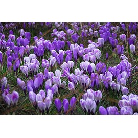 Blue Moon Mix Crocus 20 Bulbs - Blues and Purples - 8/9cm