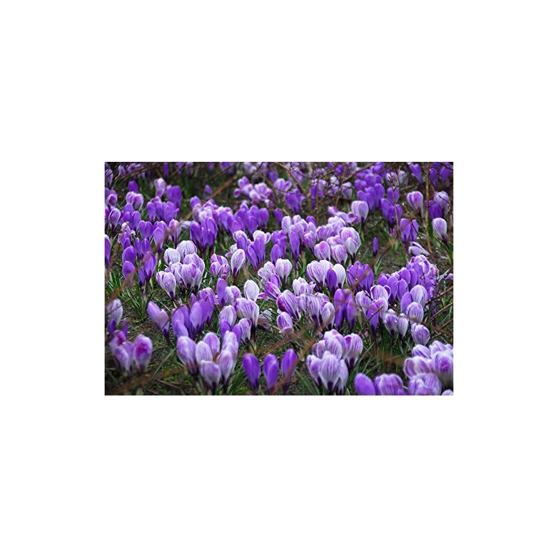 Blue Moon Mix Crocus 20 Bulbs - Blues and Purples