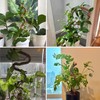 3 Pack Bendable Moss Pole 28" 48" 63" Monstera Plant