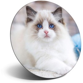 Destination Vinyl ltd Magnet for Refrigerator, Fridge - Cute White Fluffy Kitten Cat for Office, Cabinet and Whiteboard, Magnetic Stickers, 3402