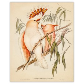 Vintage Australian Birds Wall Art Prints - Set of 4 (8x10) Unframed Pictures For Home, Office, Dorm & Bedroom Decor - Great Gift Idea Under $15 for Bird and Animal Lovers