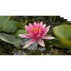 3 Pack Water Lily Live Tubers Plants Aquatic Colorful Pond