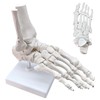 Merinden Life-Size Human Foot and Ankle Joint Anatomy Model -