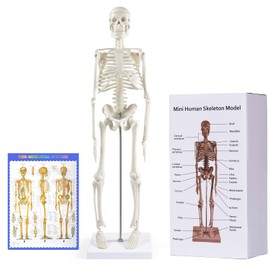 breesky Human Skeleton Model for Anatomy: 17” Human Skeleton Model with Movable Arms and Legs - Scientific Model for Study and Display
