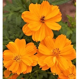Cosmos Beautiful Cosmos Gold Dwarf Sulphur Seeds 80+ Seeds  -BUY 4 ITEMS FREE SHIPPING
