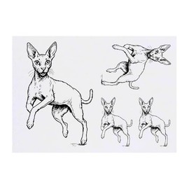 Azeeda 4 x 'Cornish Rex Katze' Temporäre Tattoos - Wasserfest, Hautfreundlich & Ungiftig · Transfers in Verschiedenen Größen (TO00075048)