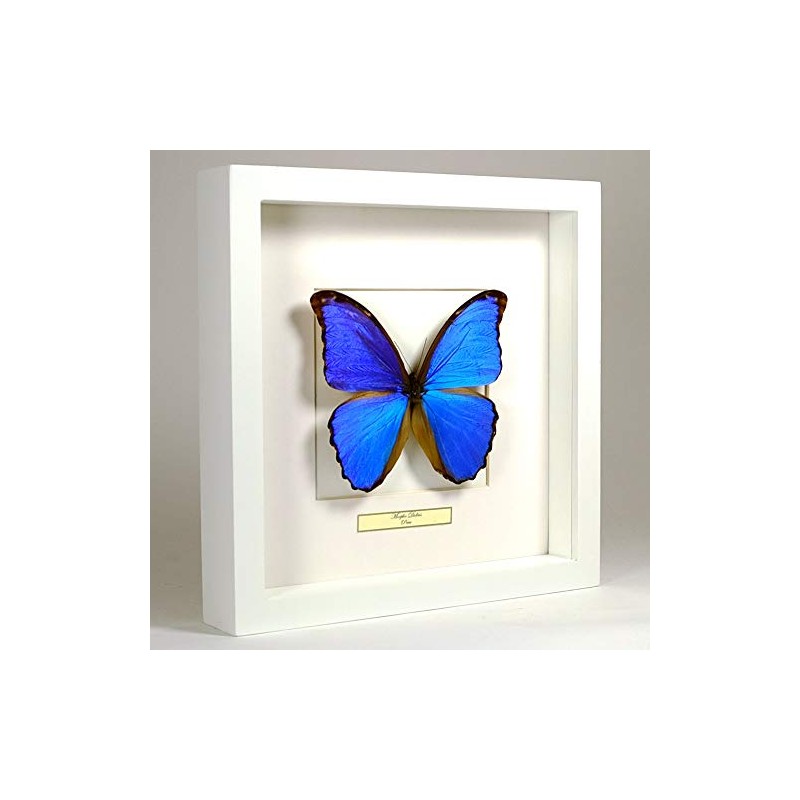 De Museumwinkel.com Morpho Didius - Blue Morpho Butterfly - Real