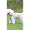 Pechera Arnés Para Perro Regulable Con Bandas Reflectivas