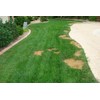Lawnlift Pre-Mixed Grass Paint 32 Ounce Ready to Spray, No