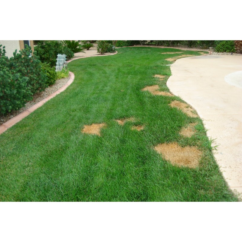 Lawnlift Pre-Mixed Grass Paint 32 Ounce Ready to Spray, No