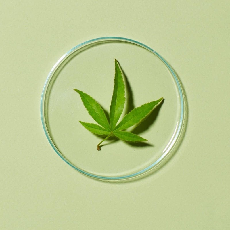 Andalou Naturals CannaCell Body Lotion, Harmony, 8 Ounce