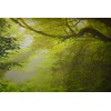 Aisnyho Fairy Tale Forest Backdrop Background Jungle Backdrops for Photography
