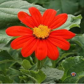 250 Mexican Sunflower Tithonia Rotundifolia Flower Seeds