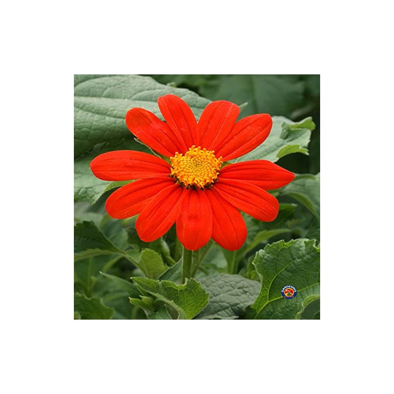 250 Mexican Sunflower Tithonia Rotundifolia Flower Seeds