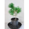 Tree Japanese Black Pine 'Mikawa' Trained Pre-Bonsai Tree - 1