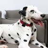 Unique style paws Dog Collar Metal Buckle Collar Gift for