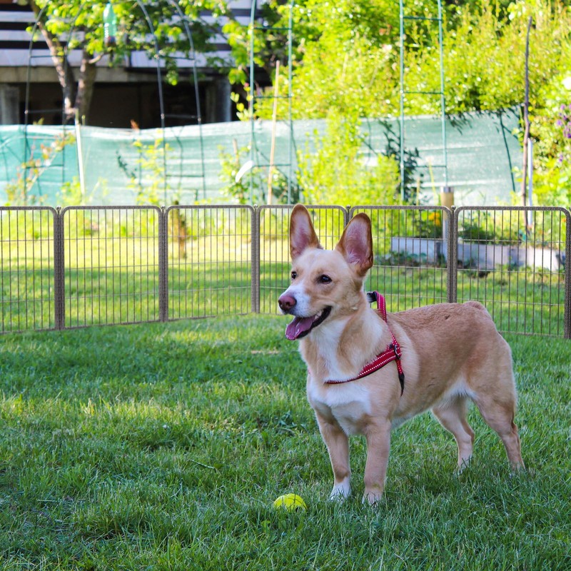 FXW Aster Dog Playpen Designed for Yard, 8 Panels