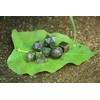 Jet International Beautiful A ++ Labradorite 7 Stones Holy Geometry