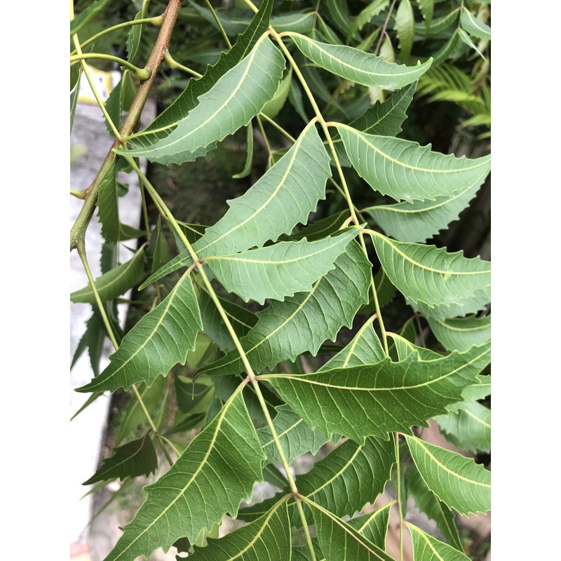 Fresh Neem Leaves, 50-60 leaves, Indian Lilac, Nimba, Nim, Azadirachta