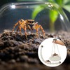 Jumping Spider Rope Bridge Swings with Magnets, Magnetic Jumping Spider