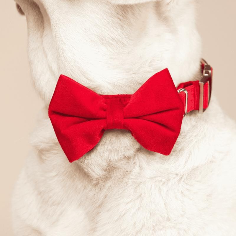 Blaze Dog Bow Tie - Size: Large