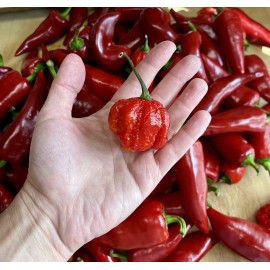 Hot Drop Organic Hot Sauce 🌶️