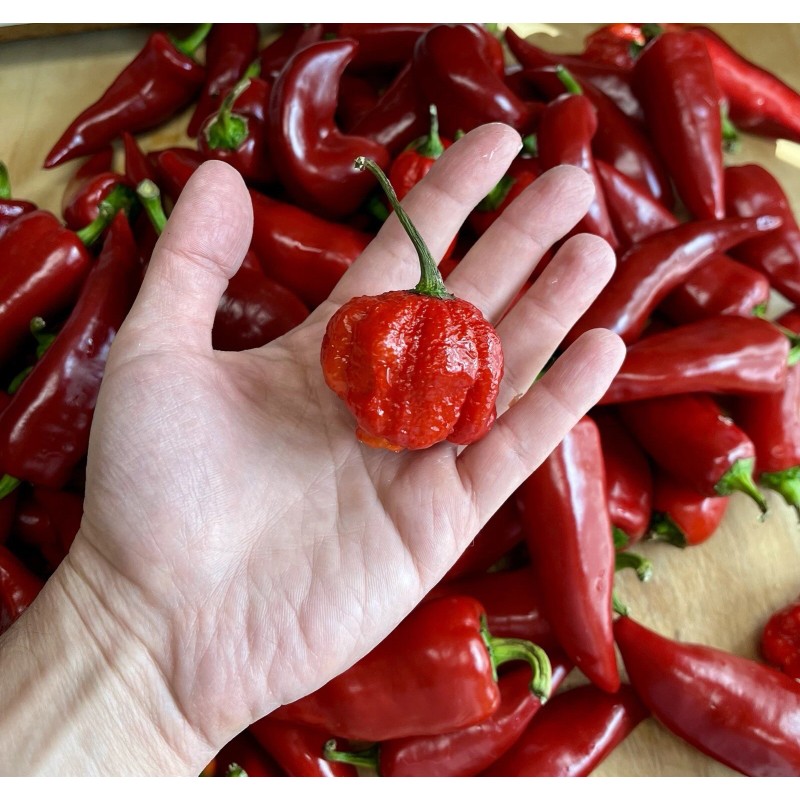 Hot Drop Organic Hot Sauce 🌶️