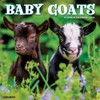 Willow Creek Press, Baby Goats 2026 Wall Calendar, 12'' X