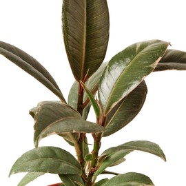 House Plant Shop | Ficus 'Tineke' - 6" Pot | Live Indoor Plant | Easy to Care | Natural Décor Plant | Great Gifts| Free Care Guide