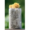 Root Mushroom Farm—Golden Oyster Mushroom Grow Kit