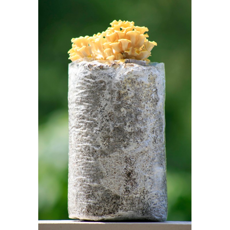 Root Mushroom Farm—Golden Oyster Mushroom Grow Kit