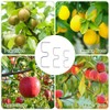 Pack of 30 Branch Supports for Fruit Trees, 13/10/8 cm