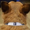 Small 'Blue Floppy Disk' Dog Collar (PR00060239)