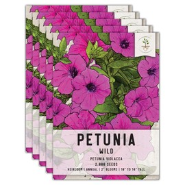 Seed Needs, Wild Petunia Seeds - 2,000 Heirloom Seeds for Planting Petunia violacea - Annual Flowers, Perfect for Beds, Borders, Pots & Containers (5 Packs)