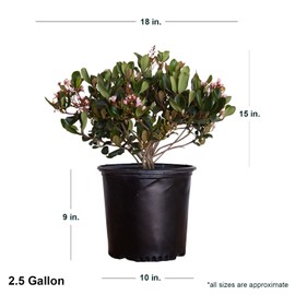 Eleanor Taber Indian Hawthorn (2.5 Gallon) Pink Blooming Evergreen Shrub - Full Sun Live Outdoor Plant