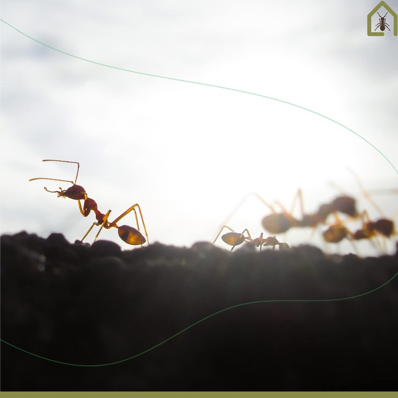 AntHouse - 3D Ant Farm Made of Sand Grey T