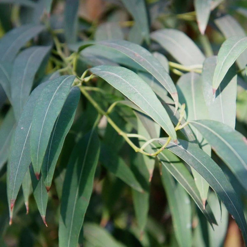 Eucalyptus Globles 30ml Incent Essential Oil Essential Oil