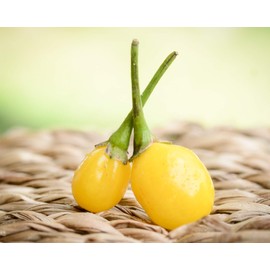 Yellow Wiri Wiri Heirloom Pepper Premium Seed Packet + More