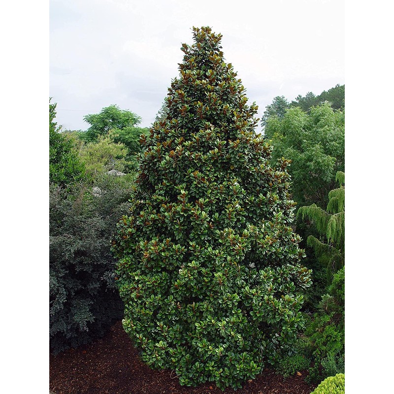 Southern Magnolia Grandiflora | 3 Live Trees | Beautiful Evergreen