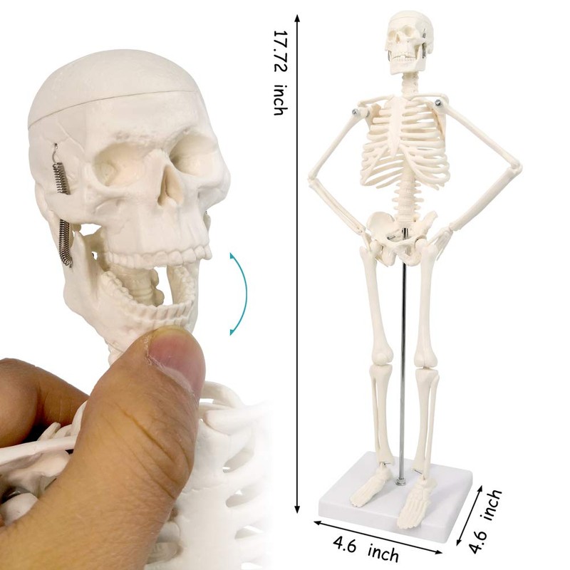 2024 Newest Design Human Skeleton Model,Heart Models-Best Anatomy Model Bundle