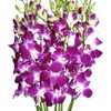 eflowerwholesale - Premium Cut Purple Orchids (10 stems without Vase)