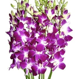 eflowerwholesale - Premium Cut Purple Orchids (10 stems without Vase) (Support Small Business)