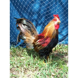 Goodwin Netting 32' x 16' QUAIL NET POULTRY NETS GAME BIRD 45 LB. TEST CHICKEN NETTING 1"  #208