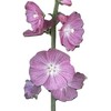 Miniature Hollyhock Seeds, Sidalcea malviflora