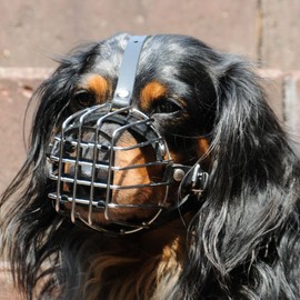 Dingo Metal Muzzle for Small Dog Puppy 20 cm Circuit Below Eyes, 6 cm Metal Wire Length 14001